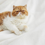 Bedsure GentleSoft 100% Cotton Blanket Queen Size - Image 5