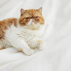 Bedsure GentleSoft 100% Cotton Blanket King Size - Image 5